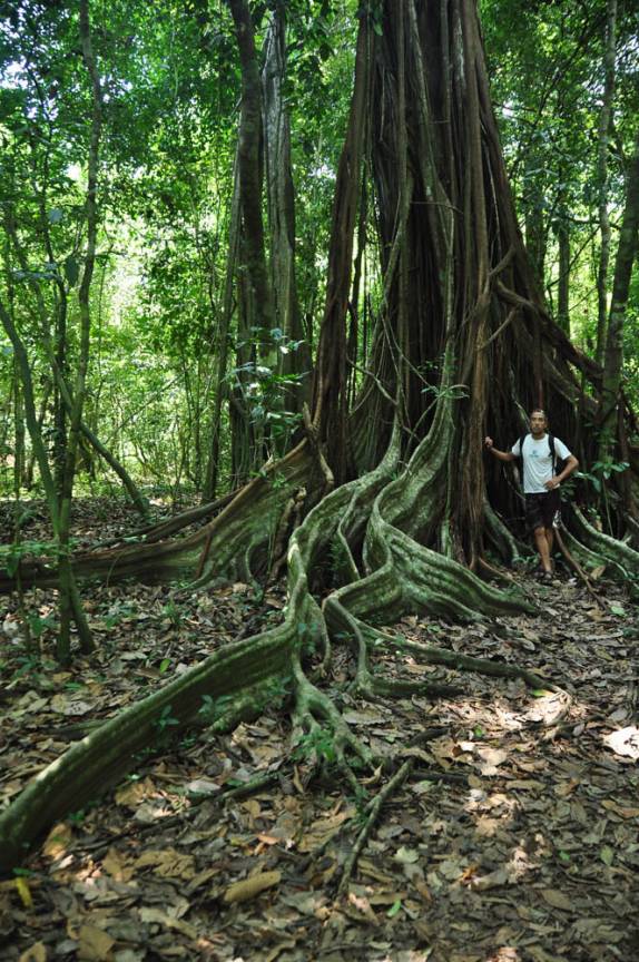 Árvore multi-centenária no Parque Nacional Corcovado, na Península de Osa, no sul da Costa Rica
